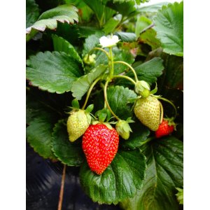 Jahoda (Fragaria x ananassa) ´AROMAS´ stálorodiaca - multipaletka / plato (10ks)
