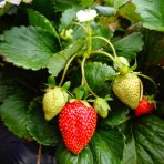 Jahoda (Fragaria x ananassa) ´AROMAS´ stálorodiaca - multipaletka / plato (10ks)
