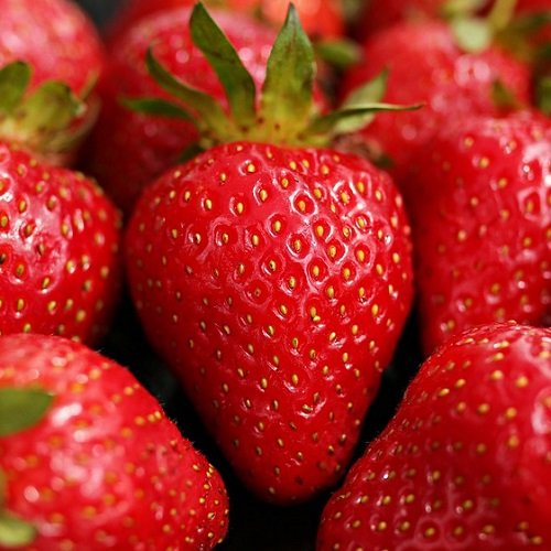 Jahoda (Fragaria x ananassa) ´AROMAS´ stálorodiaca - multipaletka (10ks)