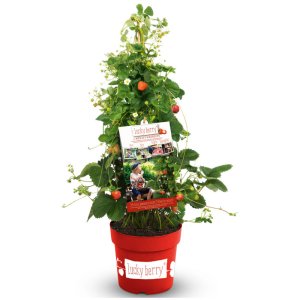 Jahoda previslá (Fragaria) ´LUCKY BERRY´ - výška 10-15 cm, kont. C5L