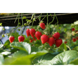 Jahoda (Fragaria x ananassa) ´MARA DE BOIS´ - stálorodiaca, previslá, kont. P11 (1 ks)