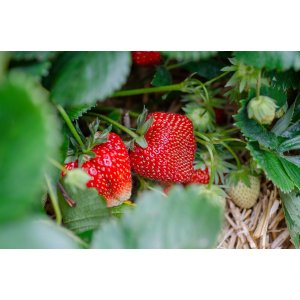 Jahoda (Fragaria x ananassa) ´AROMAS´ stálorodiaca - frigo sadenica, zväzok (10 ks)