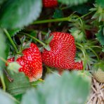 Jahoda (Fragaria x ananassa) ´AROMAS´ stálorodiaca - frigo sadenica, zväzok (10 ks)