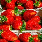 Jahoda (Fragaria x ananassa) ´AROMAS´ stálorodiaca - multipaletka / plato (10ks)