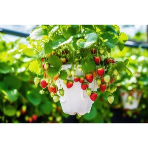 Jahoda (Fragaria x ananassa) ´MARA DE BOIS´ - stálorodiaca, previslá - multipaletka  / plato (10 ks)