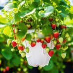 Jahoda (Fragaria x ananassa) ´MARA DE BOIS´ - stálorodiaca, previslá, kont. P11 (1 ks)