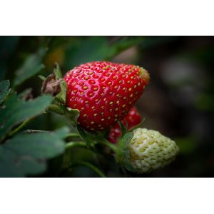 Jahoda (Fragaria x ananassa) 'OSTARA´ stálorodiaca - frigo sadenica, zväzok (10 ks)