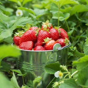 Jahoda (Fragaria x ananassa) ´HONEOYE´ jarná - frigo sadenica, zväzok (10 ks)