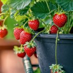 Jahoda (Fragaria x ananassa) ´MARA DE BOIS´ - stálorodiaca, previslá, kont. P11 (1 ks)