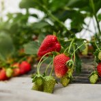 Jahoda (Fragaria x ananassa) ´DIAMANTE´ stálorodiaca - multipaletka / plato (10 ks)