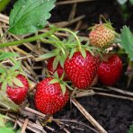  Jahoda (Fragaria x ananassa) ´HONEOYE´ jarná - frigo sadenica, zväzok (10 ks)