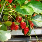 Jahoda (Fragaria x ananassa) ´MARA DE BOIS´ - stálorodiaca, previslá - multipaletka  / plato (10 ks)