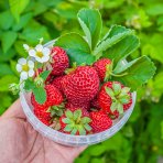 Jahoda (Fragaria x ananassa) ´MARA DE BOIS´ - stálorodiaca, previslá - multipaletka  / plato (10 ks)