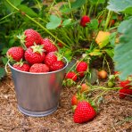 Jahoda (Fragaria x ananassa) ´HONEOYE´ jarná - multipaletka / plato  (10 ks)