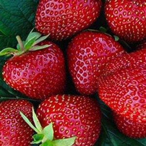  Jahoda (Fragaria x ananassa) ´HONEOYE´ jarná - frigo sadenica (10 ks)
