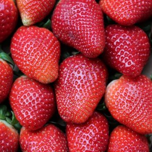 Jahoda (Fragaria x ananassa) ´SENGA SENGANA´ jarná - multipaletka (10ks)