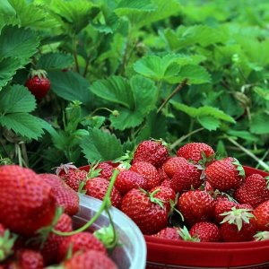 Jahoda (Fragaria x ananassa) ´SELVA´ stálorodiaca - multipaletka 10 ks