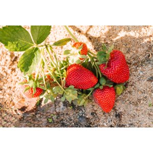 Jahoda (Fragaria x ananassa) 'ELSANTA´ jarná - multipaletka / plato (10 ks)