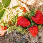 Jahoda (Fragaria x ananassa) 'ELSANTA´ jarná - multipaletka / plato (10 ks)