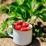  Jahoda (Fragaria x ananassa) ´HONEOYE´ jarná - frigo sadenica, zväzok (10 ks)