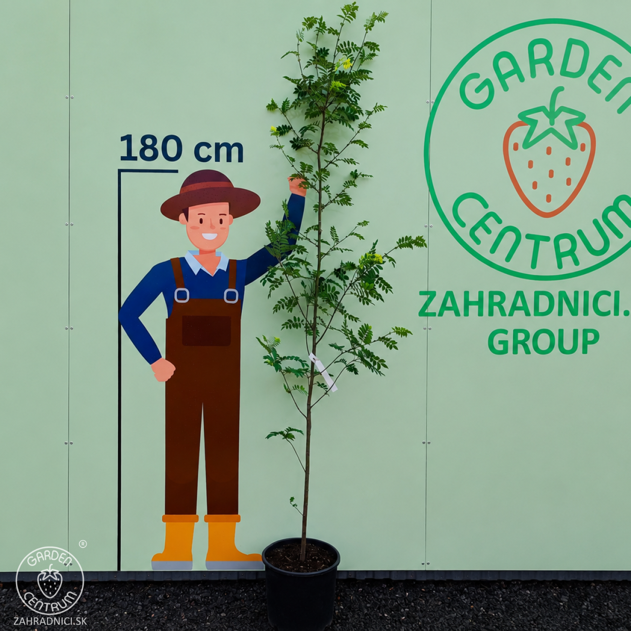 Obrázok Jarabina vtáčia (Sorbus aucuparia) - výška 200-250 cm, kont. C30L