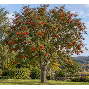 Jarabina vtáčia (Sorbus aucuparia) - výška 200-250 cm, kont. C30L 