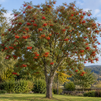 Jarabina vtáčia (Sorbus aucuparia) - výška 200-250 cm, kont. C30L 