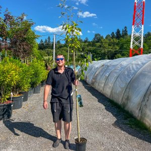 Jarabina turingová (Sorbus thuringiaca) ´FASTIGIATA´  - výška 140-160 cm, obvod kmeňa 4/6cm, kont. C5L