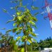 Jarabina turingová (Sorbus thuringiaca) ´FASTIGIATA´  - výška 140-160 cm, obvod kmeňa 4/6cm, kont. C5L