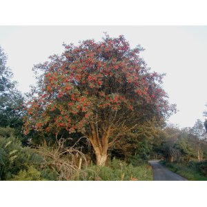 Jarabina vtáčia (Sorbus aucuparia) ´EDULIS´  - výška 140-170 cm, kont. C12L