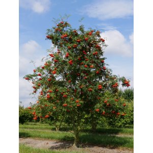 Jarabina vtáčia (Sorbus aucuparia) - výška 220-250 cm, kont. C10L 
