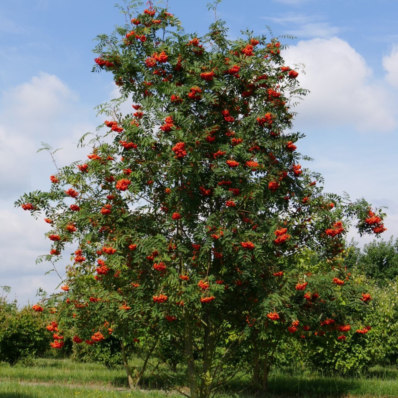 Obrázok Jarabina vtáčia (Sorbus aucuparia) - výška 220-250 cm, kont. C10L