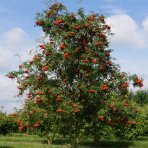 Jarabina vtáčia (Sorbus aucuparia) - výška 220-250 cm, kont. C10L