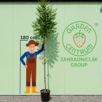 Jaseňovec metlinatý (Koelreuteria paniculata) ‘FASTIGIATA’ – výška 240-320 cm, kont. C18L - NA KMIENKU