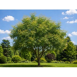 Jaseňovec metlinatý (Koelreuteria paniculata) – výška 50-70 cm, kont. C5L 