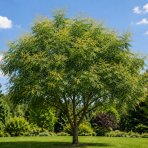 Jaseňovec metlinatý (Koelreuteria paniculata) – výška 50-70 cm, kont. C5L 