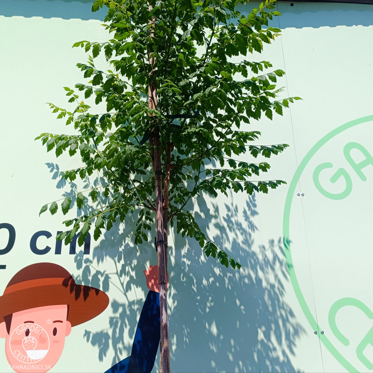 Obrázok Jaseňovec metlinatý (Koelreuteria paniculata) ‘FASTIGIATA’ – výška 240-320 cm, kont. C18L - NA KMIENKU