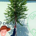 Jaseňovec metlinatý (Koelreuteria paniculata) ‘FASTIGIATA’ – výška 240-320 cm, kont. C18L - NA KMIENKU