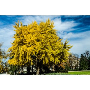 Jaseňovec metlinatý (Koelreuteria paniculata) ´FASTIGIATA´ - výška 250-300 cm, kont. C70L