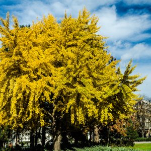 Jaseňovec metlinatý (Koelreuteria paniculata) ´FASTIGIATA´ - výška 250-300 cm, kont. C70L