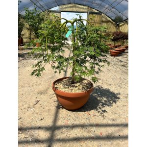 Javor dlaňolistý (Acer palmatum) ´CASCADE EMERALD´ - výška 60-80 cm, kont. C25L - PENDULA - BONSAJOVÁ MISA