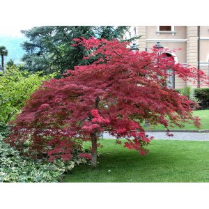 Javor dlaňolistý (Acer palmatum) ´ATROPURPUREUM´ - výška: 80-110 cm, kont. C3L 