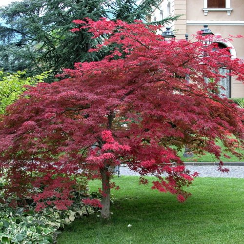 Javor dlaňolistý (Acer palmatum) ´ATROPURPUREUM´ - výška: 80-110 cm, kont. C3L 