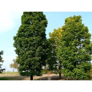 Javor mliečny (Acer platanoides) ´COLUMNARE´ - výška 200-250 cm, obvod kmeňa 6/8 cm, kont. C20L 