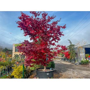 Javor dlaňolistý (Acer palmatum) ´BLOODGOOD´ - výška 280-330 cm, obvod kmeňa 32/34 cm, kont. C230L 