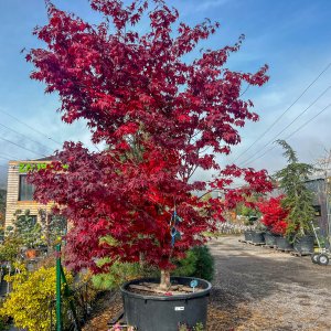 Javor dlaňolistý (Acer palmatum) ´BLOODGOOD´ - výška 280-330 cm, obvod kmeňa 32/34 cm, kont. C230L 