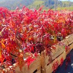 Javor dlaňovitolisý (Acer palmatum) ‘ORANGEOLA’ - výška 20-30 cm, kont. C3L