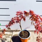 Javor dlaňovitolisý (Acer palmatum) ‘ORANGEOLA’ - výška 20-30 cm, kont. C3L