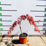 Javor dlaňovitolisý (Acer palmatum) ‘ORANGEOLA’ - výška 20-30 cm, kont. C3L