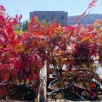 Javor dlaňovitolisý (Acer palmatum) ‘ORANGEOLA’ - výška 20-30 cm, kont. C3L